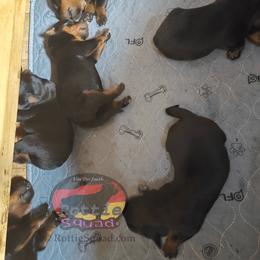 Boy 3 - Black and mahogany male Rottweiler puppy in Shepherdsville, Kentucky from Rottie Squad Kennel
