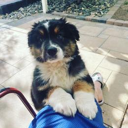 Australian Shepherd Puppies from Brit’s Australian Shepherds