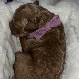 Poodle Puppies from Blessed Acres Miniature Poodles