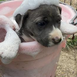 Mountain Cur Puppies from Walnut Ridge Mountain Curs