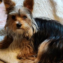 Luna - Yorkshire Terrier