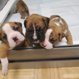 Boxer Puppies from Truax Farms