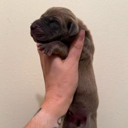 Barricade - Blue male Great Dane puppy in Jerusalem, Arkansas from Mara Danes