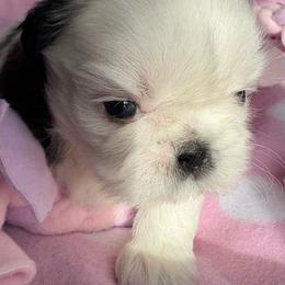 LG3 - Gold and white female Shih Tzu puppy in Madras, Oregon from Maridee’s ShihTzu