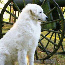 Kuvaszok from Rebel Ridge Kuvasz