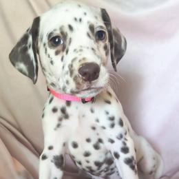 Jigglypuff (Hot Pink Collar) HUA - White and liver brown female Dalmatian puppy in Raymondville, Missouri from Wagner's Dalmatian's