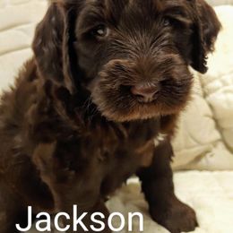 Australian Labradoodle Puppies from Lavender Fields Australian Labradoodles