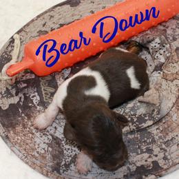 Bear Down - Brown and white male Kleine Munsterlander puppy in New Lenox, Illinois from Prairie State Kennel