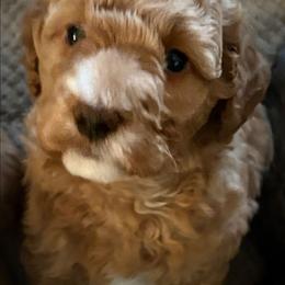 Girl 3 - Apricot female Goldendoodle puppy in Holly, Colorado from Vida’s Loving Doodles
