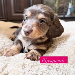 Pipsqueak-AKC Limited Reg - Chocolate and tan female Dachshund puppy in Caulfield, Missouri from Hocomo Hollow Doxies