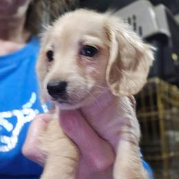 Echo's tiny boy - Cream male Dachshund puppy in Lyle, Washington from Wines Wienery