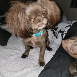 Shih Tzu Puppies from Rollins Farms Shih Tzus