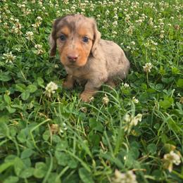 Gordo - Chocolate and tan male Dachshund puppy in Berry, Alabama from Whisper Gray