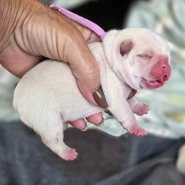 Pink girl - Cream female French Bulldog puppy in Polk City, Florida from Best Friend Frenchies, LLC