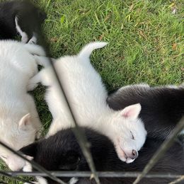 Siberian Husky Puppies from Dacogetic