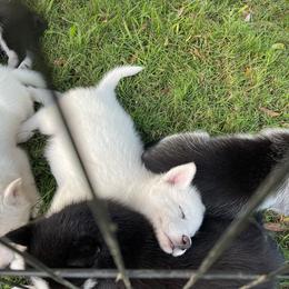 Siberian Husky Puppies from Dacogetic