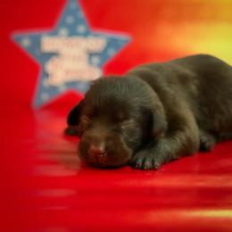 Sisken - Chocolate female Labrador Retriever puppy in Isle, Minnesota from Dog Ear Outfitters