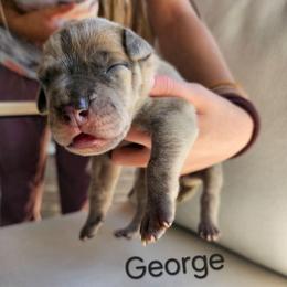 George - Merle male Great Dane puppy in Grass Lake, Michigan from Harrison Danes
