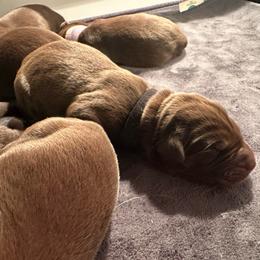 Black Boy - Chocolate male Labrador Retriever puppy in Rock Hill, South Carolina from North Star Retrievers