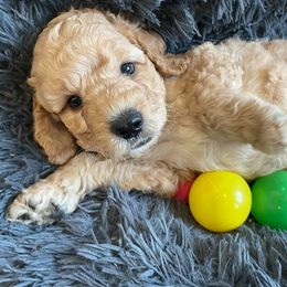 Australian Labradoodle Puppies from Catskill Country Labradoodles