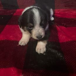 Twix - Blue female Australian Cattle Dog puppy in Lancaster, Minnesota from Weleski Chocolate Heelers