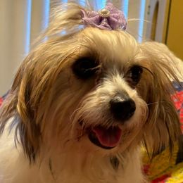 Bella - Yorkshire Terrier