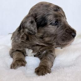 Everglades - Tri-color male Labradoodle puppy in Lubbock, Texas from Lucky Labradoodles