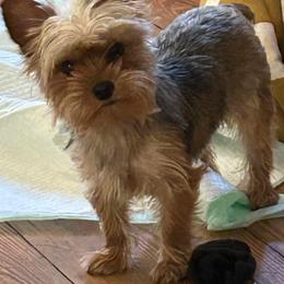 Trixie - Yorkshire Terrier