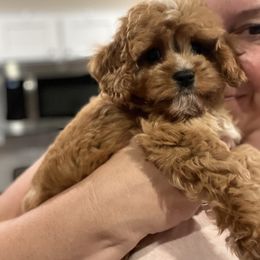 Cavapoo, Cockapoo, and Goldendoodle Puppies from Jolidoodles