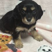 Kiara - Cavachon puppy from Lindsey's Waggingtails Cavachons
