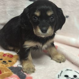 Kiara - Cavachon puppy from Lindsey's Waggingtails Cavachons