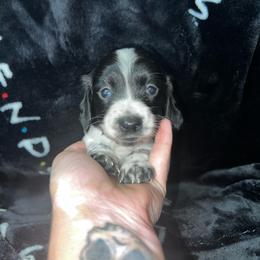 Anchor - Piebald male Dachshund puppy in La Junta, Colorado from Royal King’s Mini Dachshunds