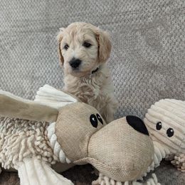 Alice (Daisy) - Cream Goldendoodle puppy in Stella, North Carolina from Jes & Matt's Goldendoodles