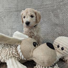 Alice (Daisy) - Cream Goldendoodle puppy in Stella, North Carolina from Jes & Matt's Goldendoodles