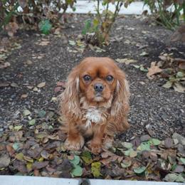 Ruby - Cavalier King Charles Spaniel