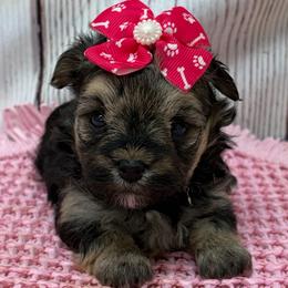 Misty - Black & tan tri-color female Morkie puppy in Monticello, Iowa from Ashley’s Puppies