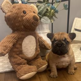 Tango - Fawn male French Bulldog puppy in Girard, Kansas from Frenchie Kingdom