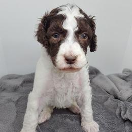 Woodstock - Parti male Poodle puppy in Dover, Delaware from Dogtastic Poodles