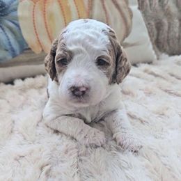 Autumn (purple collar) - Parti female Goldendoodle puppy in Fayetteville, North Carolina from Frannie's Goldendoodle Puppies