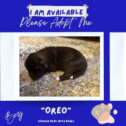 Akita Puppies from Georgia Bred Akita Bears