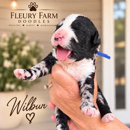 Wilbur - Merle male Whoodle puppy in Knoxville, Tennessee from Fleury Farm Doodles TN