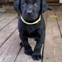 Dilute Retriever Puppies from Hagler Homestead Labs