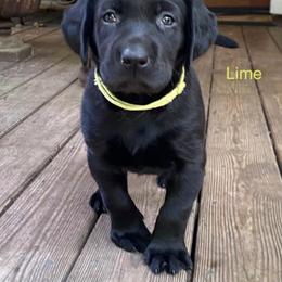 Dilute Retriever Puppies from Hagler Homestead Labs