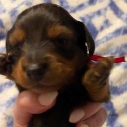 Tiggs - Red male Dachshund puppy in Harrison, Arkansas from Dachshunds on the Hill