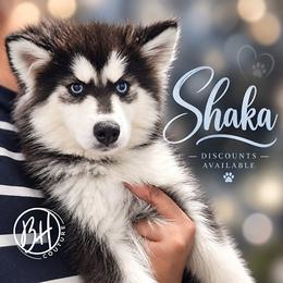 Girl 1(SHU-KA-KU aka Shaka) - Black and white female Pomsky puppy in Norfolk, Virginia from 'Brick'House Couture Pomskies