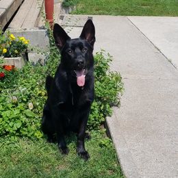 Odin - German Shepherd