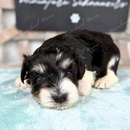Frankie - Parti male Miniature Schnauzer puppy in Hockley, Texas from Dixieland Miniature Schnauzers