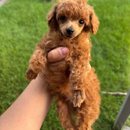 Starlight - Red  female Poodle puppy in Picayune, Mississippi from JEN's Poodles