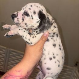 Jasper - White and black male Dalmatian puppy in Toledo, Ohio from Exquisite Dalmatians & Poodles