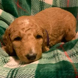 Clarissa - Purple girl - Apricot female Goldendoodle puppy in Puyallup, Washington from Dawnie’s Doodles
